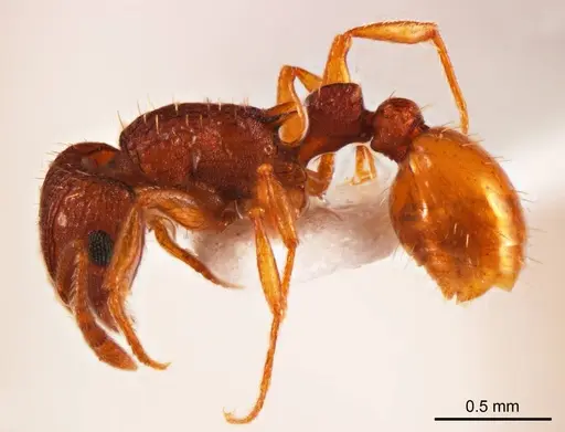 Tetramorium striolatum specimen ANTWEB1008725 image antweb1008725_4