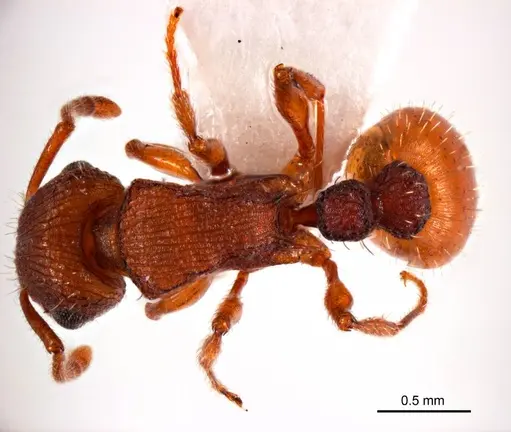 Tetramorium striolatum specimen ANTWEB1008726 image antweb1008726_1