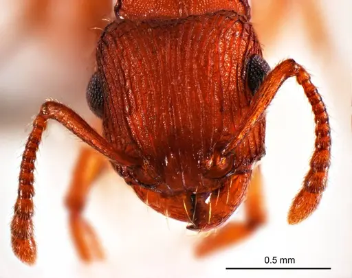 Tetramorium striolatum specimen ANTWEB1008726 image antweb1008726_2