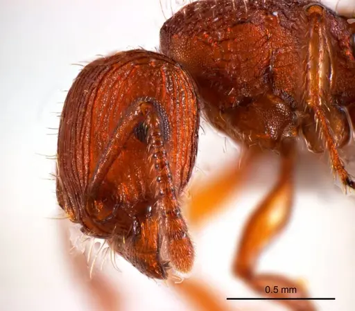 Tetramorium striolatum specimen ANTWEB1008726 image antweb1008726_3