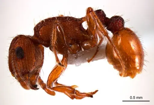 Tetramorium striolatum specimen ANTWEB1008726 image antweb1008726_4