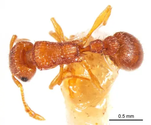 Tetramorium striolatum specimen ANTWEB1008727 image antweb1008727_1