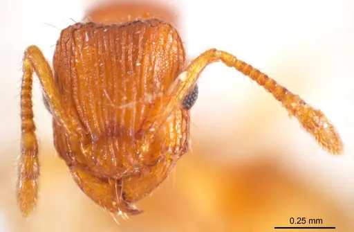 Tetramorium striolatum specimen ANTWEB1008727 image antweb1008727_2