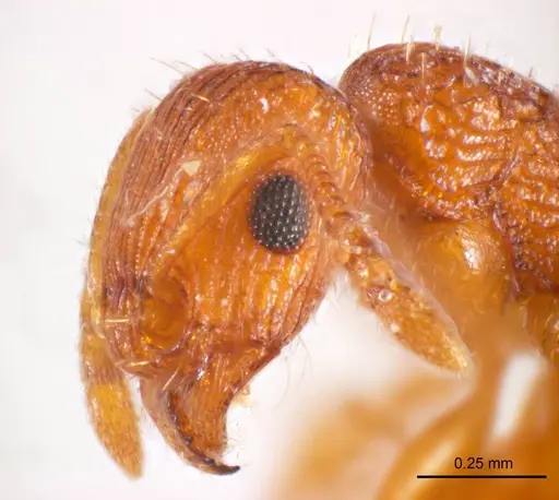 Tetramorium striolatum specimen ANTWEB1008727 image antweb1008727_3