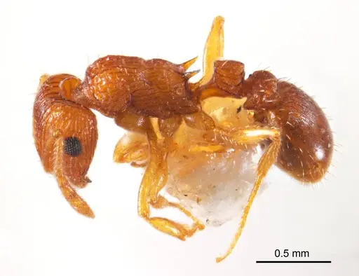 Tetramorium striolatum specimen ANTWEB1008727 image antweb1008727_4