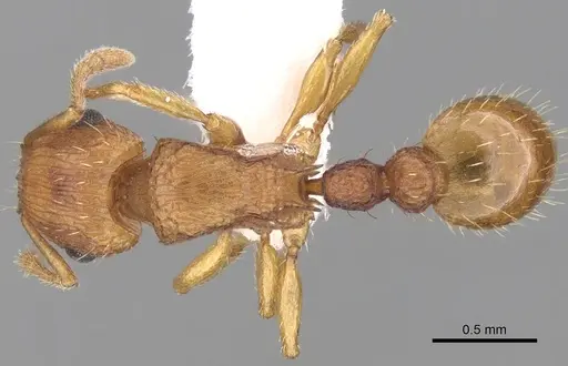 Tetramorium striolatum specimen CASENT0280872 image casent0280872_1