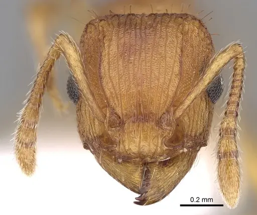 Tetramorium striolatum specimen CASENT0280872 image casent0280872_2