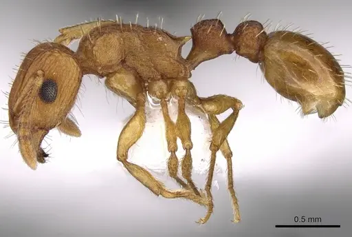 Tetramorium striolatum specimen CASENT0280872 image casent0280872_3