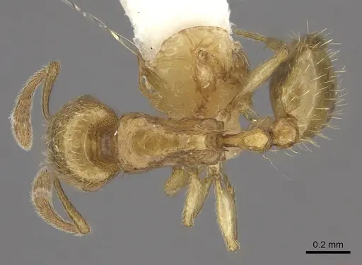 Tetramorium subcoecum specimen CASENT0217079 image casent0217079_1