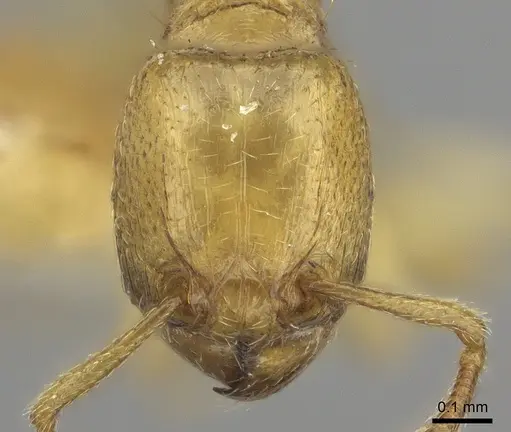 Tetramorium subcoecum specimen CASENT0217079 image casent0217079_2