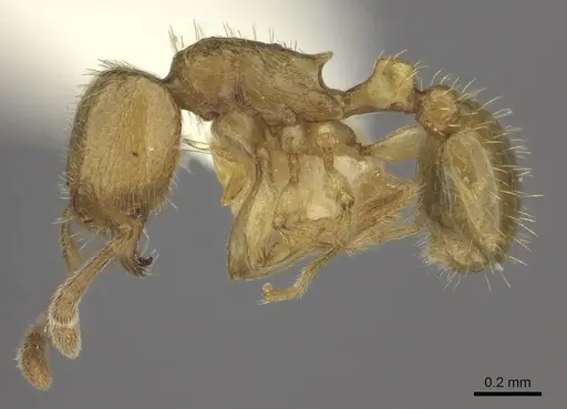 Tetramorium subcoecum specimen CASENT0217079 image casent0217079_3