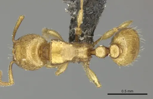 Tetramorium subcoecum specimen CASENT0249033 image casent0249033_1