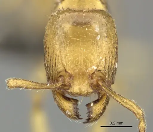 Tetramorium subcoecum specimen CASENT0249033 image casent0249033_2