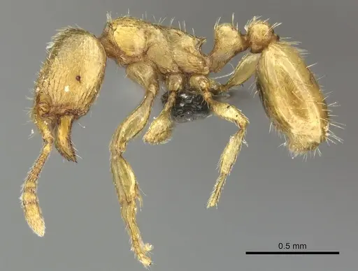 Tetramorium subcoecum specimen CASENT0249033 image casent0249033_3