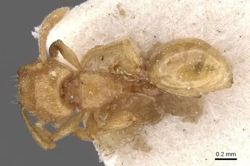 Tetramorium subcoecum specimen CASENT0909159 image casent0909159_1