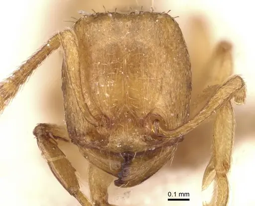 Tetramorium subcoecum specimen CASENT0909159 image casent0909159_2