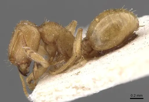 Tetramorium subcoecum specimen CASENT0909159 image casent0909159_3