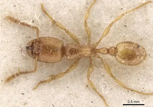 Tetramorium subcoecum specimen CASENT0909160 image casent0909160_1