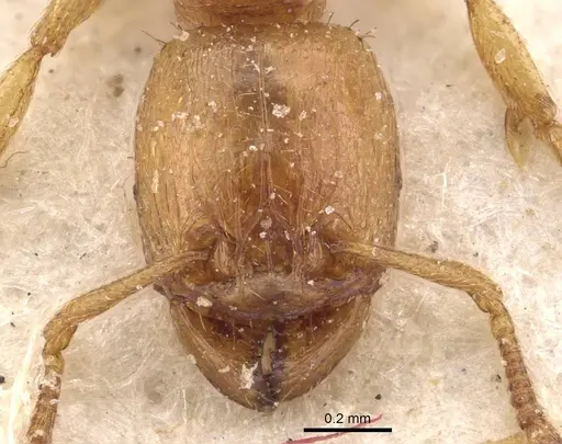 Tetramorium subcoecum specimen CASENT0909160 image casent0909160_2