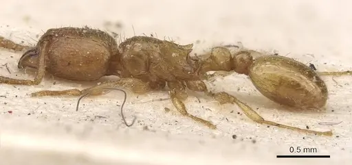 Tetramorium subcoecum specimen CASENT0909160 image casent0909160_3