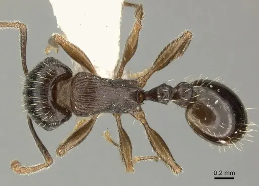Tetramorium sulcinode specimen CASENT0235354 image casent0235354_1