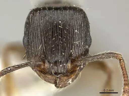 Tetramorium sulcinode specimen CASENT0235354 image casent0235354_2