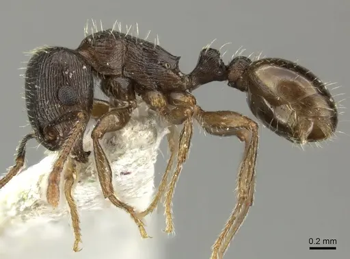 Tetramorium sulcinode specimen CASENT0235354 image casent0235354_3