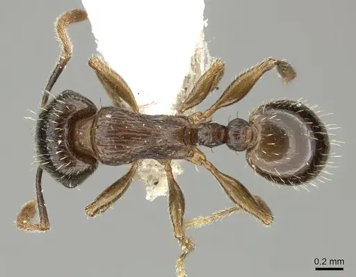 Tetramorium sulcinode specimen CASENT0906713 image casent0906713_1