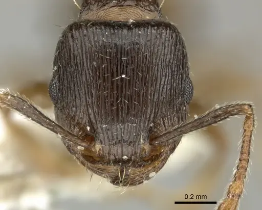 Tetramorium sulcinode specimen CASENT0906713 image casent0906713_2