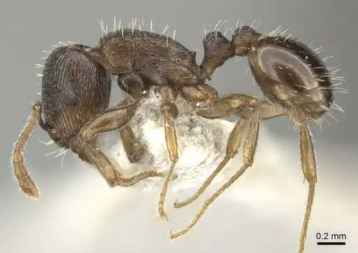 Tetramorium sulcinode specimen CASENT0906713 image casent0906713_3