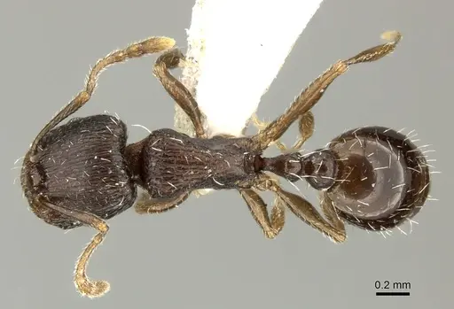 Tetramorium sulcinode specimen CASENT0906720 image casent0906720_1