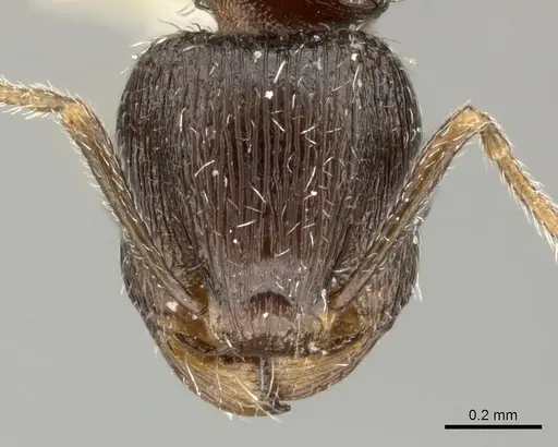 Tetramorium sulcinode specimen CASENT0906720 image casent0906720_2