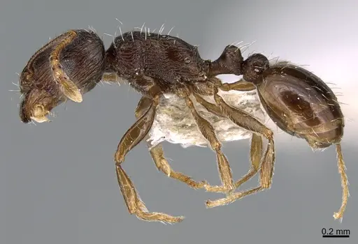 Tetramorium sulcinode specimen CASENT0906720 image casent0906720_3