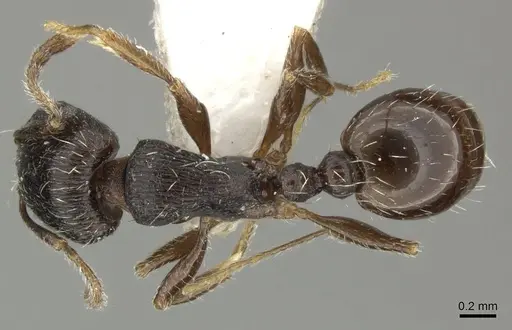 Tetramorium sulcinode specimen CASENT0906721 image casent0906721_1