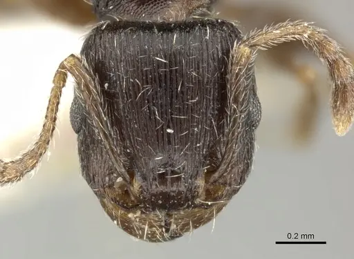 Tetramorium sulcinode specimen CASENT0906721 image casent0906721_2