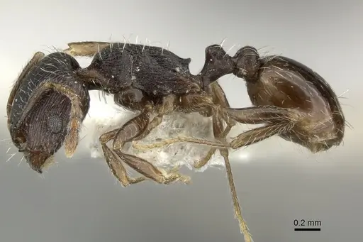 Tetramorium sulcinode specimen CASENT0906721 image casent0906721_3