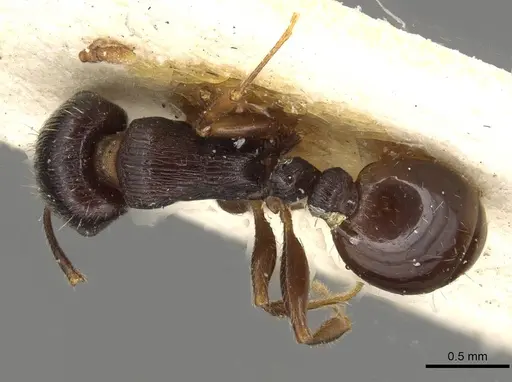 Tetramorium sulcinode specimen CASENT0915091 image casent0915091_1