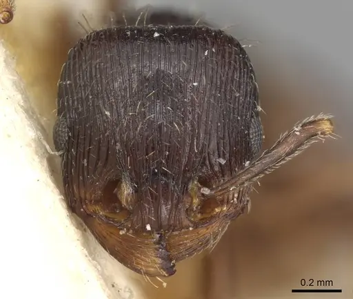 Tetramorium sulcinode specimen CASENT0915091 image casent0915091_2