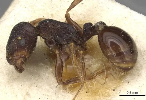 Tetramorium sulcinode specimen CASENT0915091 image casent0915091_3