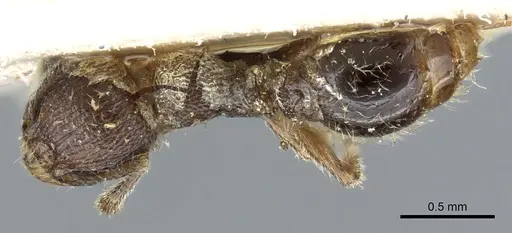 Tetramorium surrogatum specimen CASENT0904793 image casent0904793_1