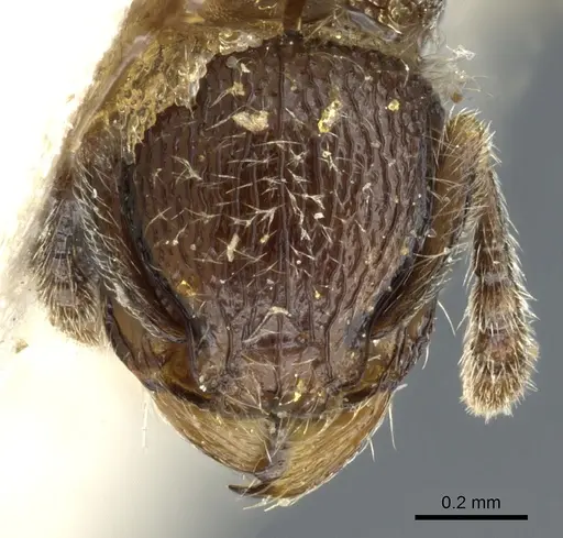 Tetramorium surrogatum specimen CASENT0904793 image casent0904793_2