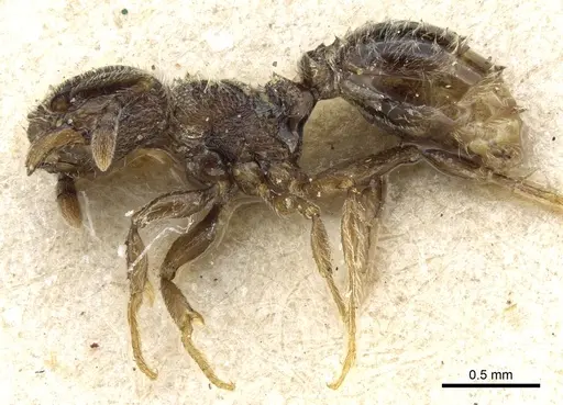 Tetramorium surrogatum specimen CASENT0904793 image casent0904793_3