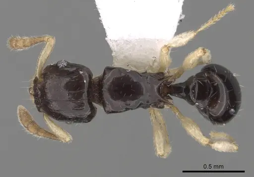 Tetramorium susannae specimen CASENT0217226 image casent0217226_1