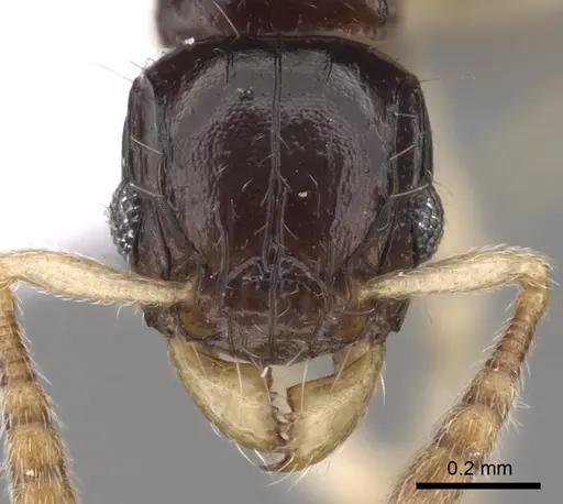 Tetramorium susannae specimen CASENT0217226 image casent0217226_2