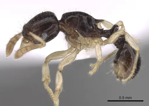 Tetramorium susannae specimen CASENT0217226 image casent0217226_3