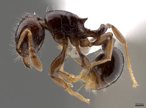 Tetramorium susannae specimen CASENT0403740 image casent0403740_1
