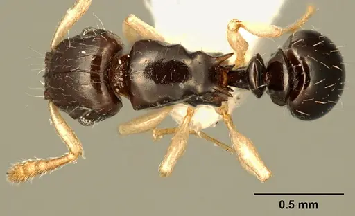 Tetramorium susannae specimen ZFMKHYM20096093 image zfmkhym20096093_1