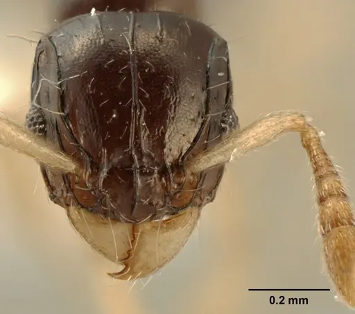 Tetramorium susannae specimen ZFMKHYM20096093 image zfmkhym20096093_2