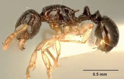 Tetramorium susannae specimen ZFMKHYM20096093 image zfmkhym20096093_3