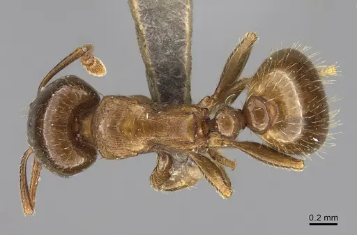 Tetramorium syriacum specimen ANTWEB1041903 image antweb1041903_1